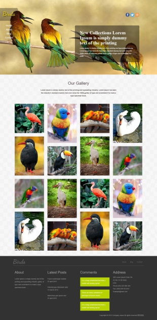 鸟类保护网站英文模板建设电脑图片