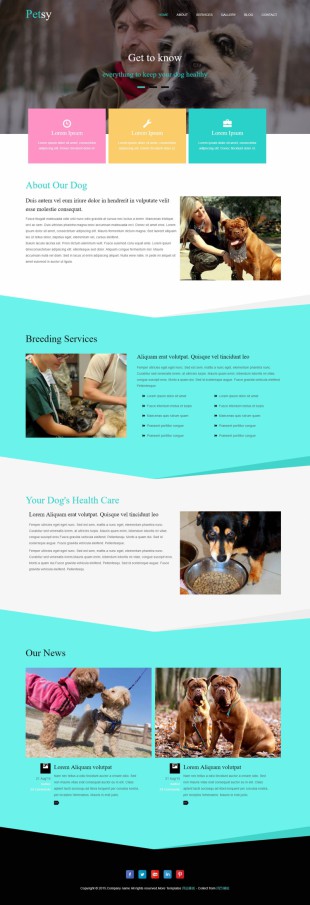宠物美容企业网站整站英文网站建设模板电脑图片